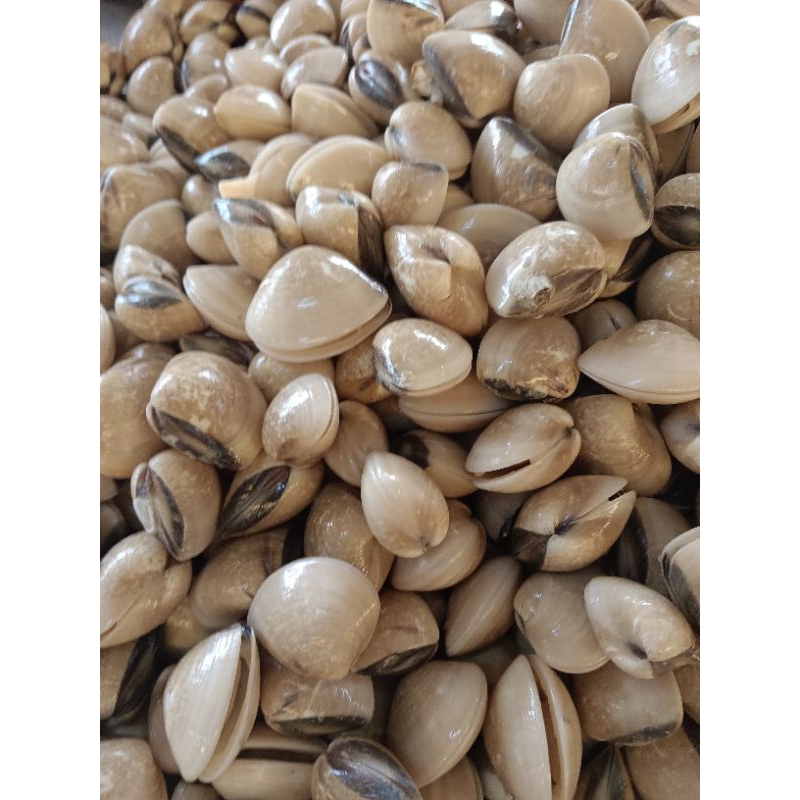 

kerang tahu (kepa) 1kg