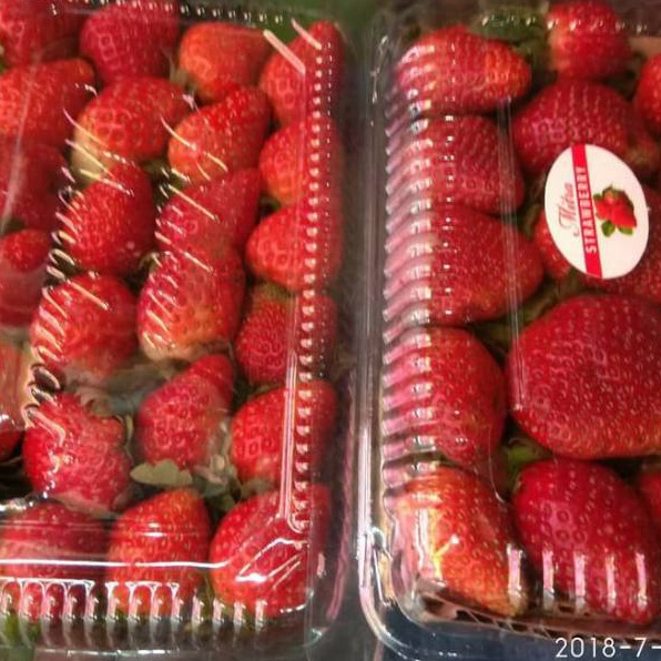 

Terkini Buah strawberry organik bandung