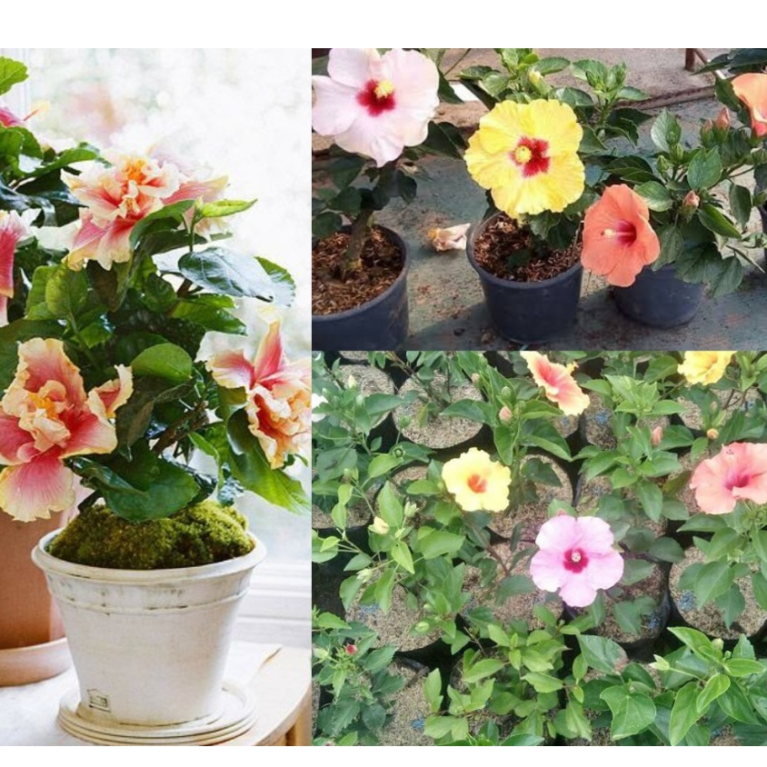 Tanaman Hias Bunga Sepatu Bangkok - Bunga Hibicus Bangkok - Bibit bunga sepatu sembur