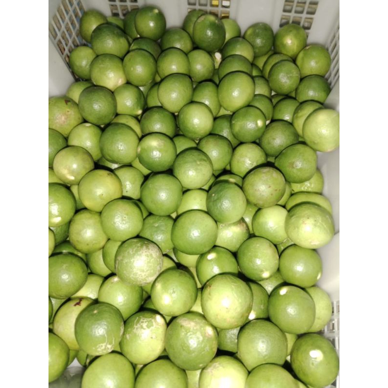 

jeruk nipis 1kg 15000