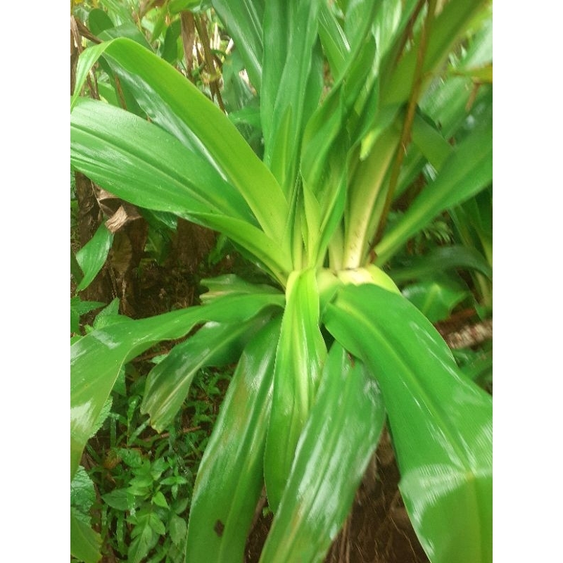 

daun Bakung herbal alami