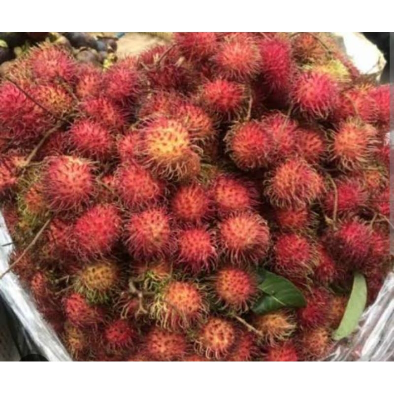 

Rambutan Per Ikat Sayur Segar Palembang