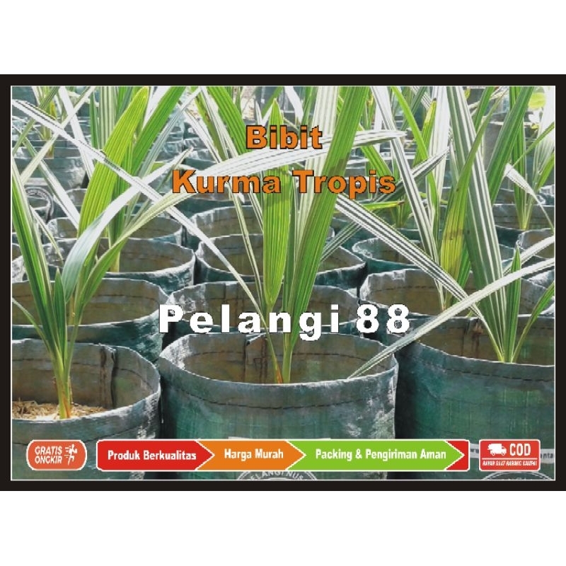 Bibit Kurma , Bibit Tanaman Kurma , Bibit Kurma Tropis , Bibit Tanaman Buah & Aneka Tabulampot , Kur