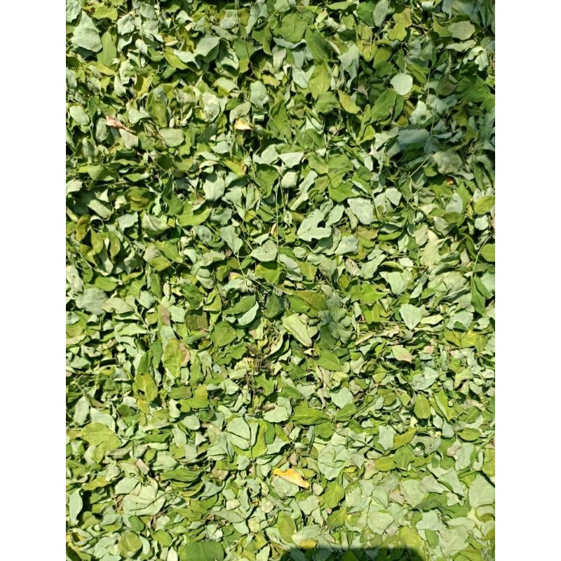 

Daun kelor kering 1kg/ 500grm kwalitas bagus asli 100%