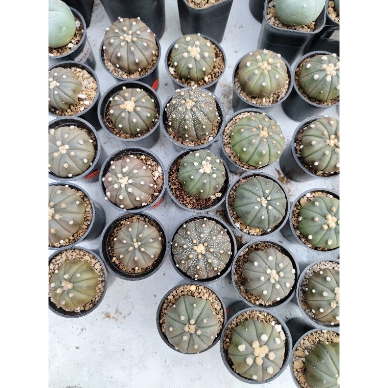 Kaktus astrophytum astro var purple