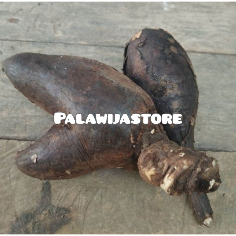 

Umbi bunga pukul empat segar 500 gram