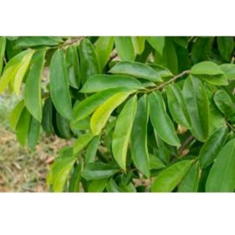 

Daun sirsak herbal alami (50lmbr)