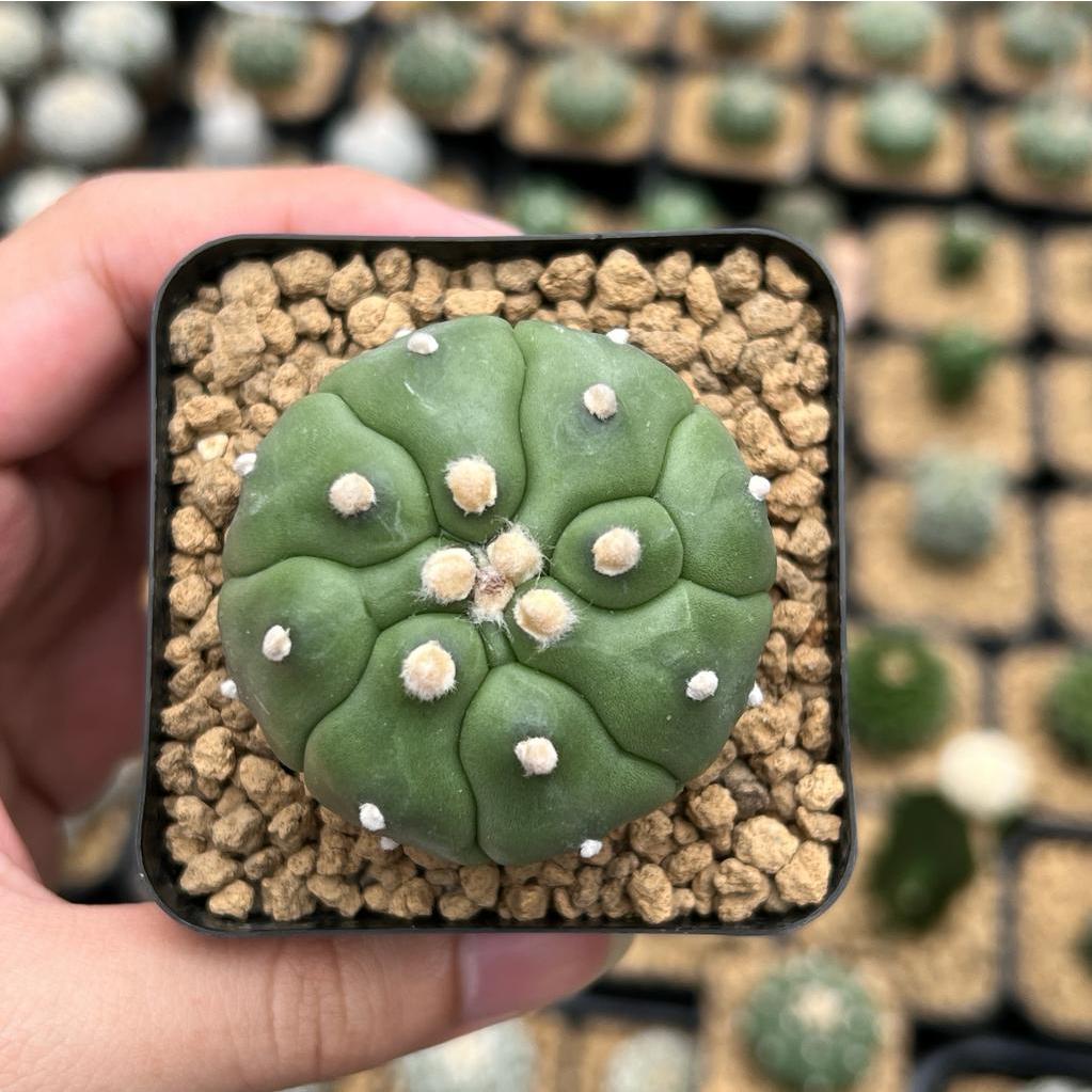 Kaktus Astrophytum Kikko Turtle | Astro Kikko #4