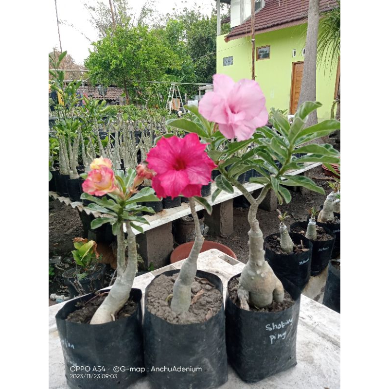 Adenium Tumpuk Size A