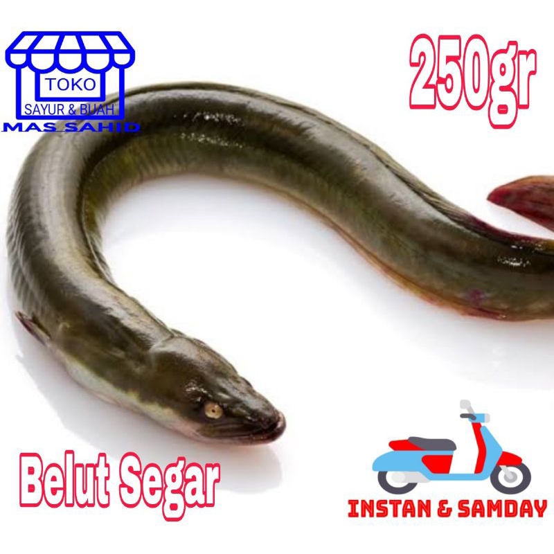 

Ikan Belut Segar Belut Fres