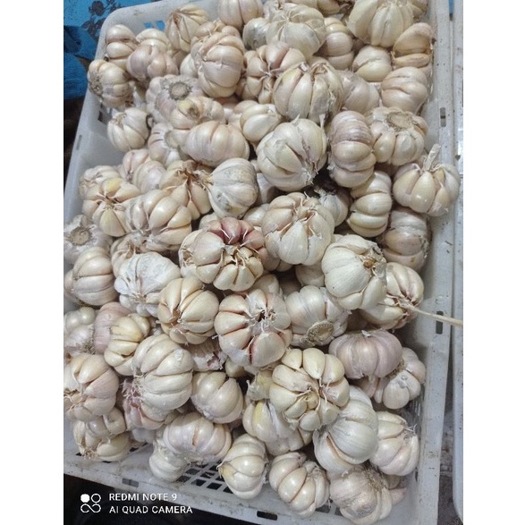 

Bawang putih honan/banci 500gr, 1kg(bersih+sortir) 68