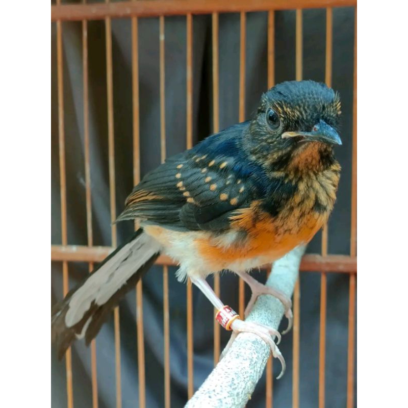 (PROMO) MURAI BATU TROTOL MEDAN PREDIKSI JANTAN