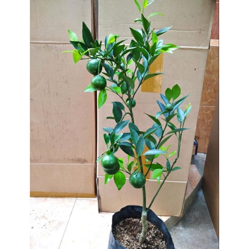 Bibit jeruk kasturi konisi sudah berbuah/ lemon cina