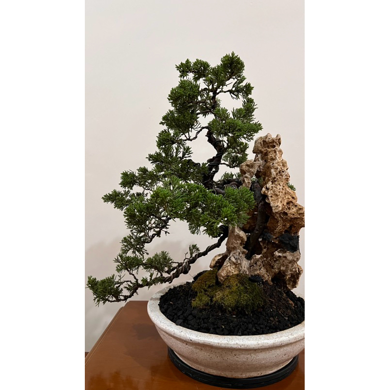 bonsai cemara sinensis