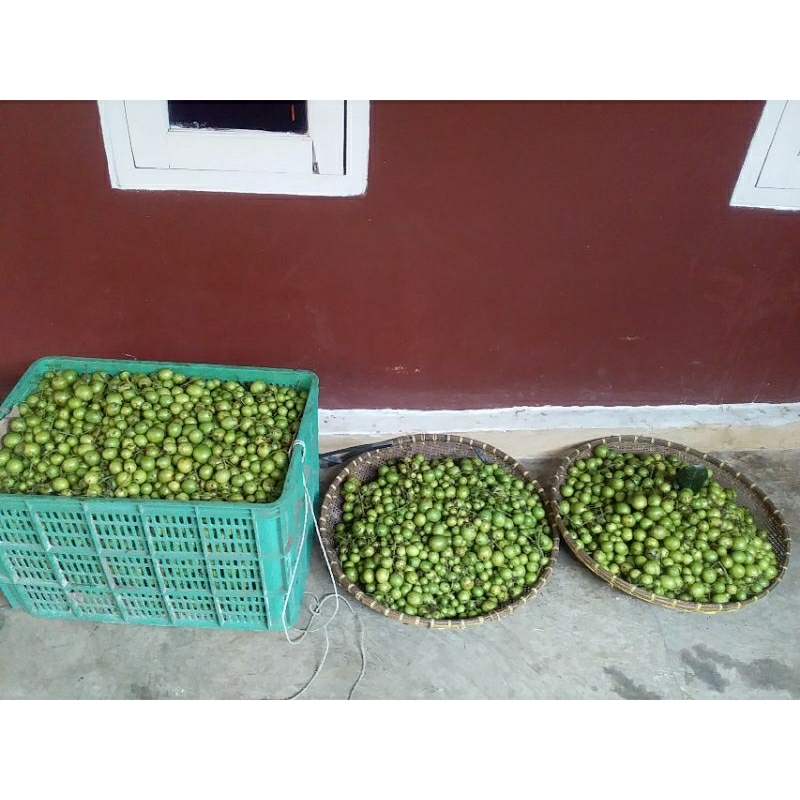 Buah Gandaria / Jatake / Ramania 1500gram