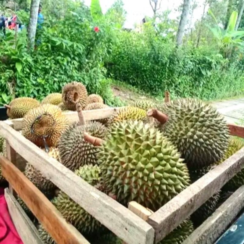 

3 Buah Durian Fresh