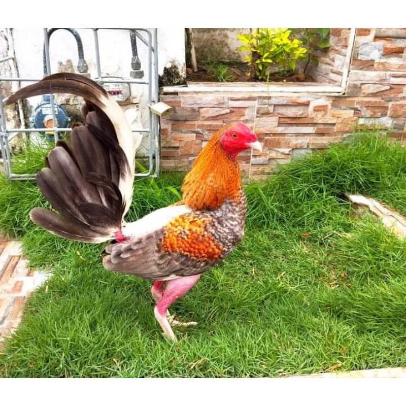 telur ayam peru paket 4 butir