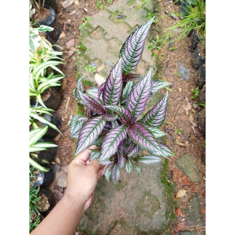 tanaman hias strobilanthes dyeriana - pecah beling - keji beling ungu