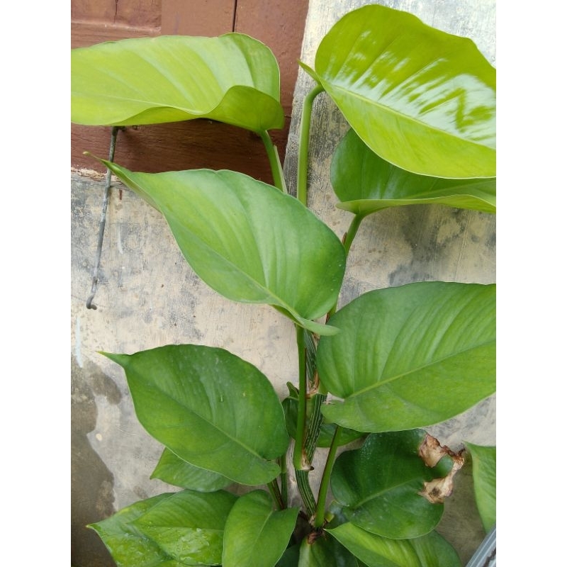 sirih gading manjula hijau jumbo