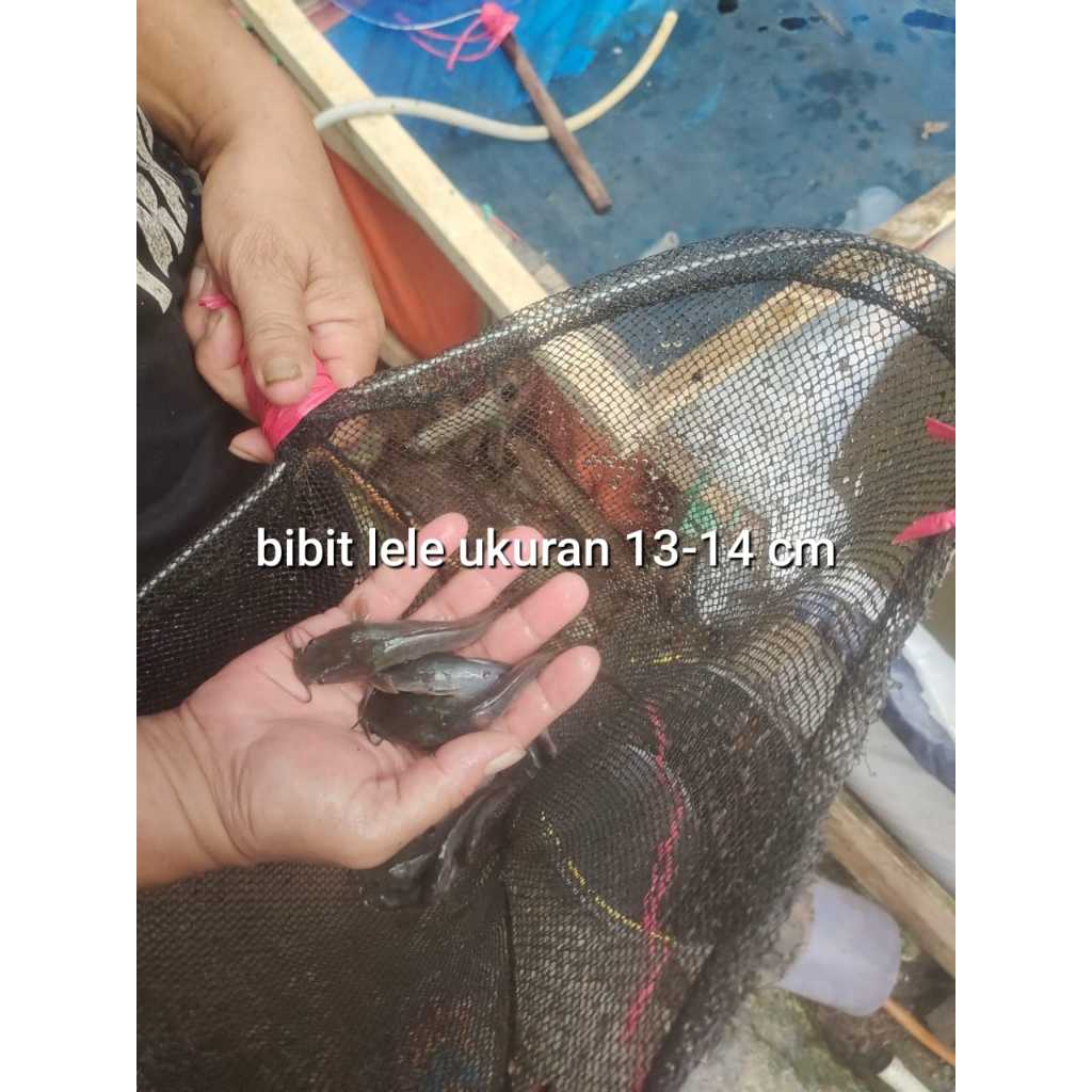 bibit ikan Lele ukuran 13-14 per ekor