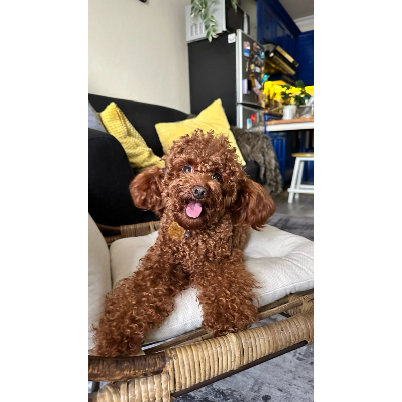 Toy Poodle Import