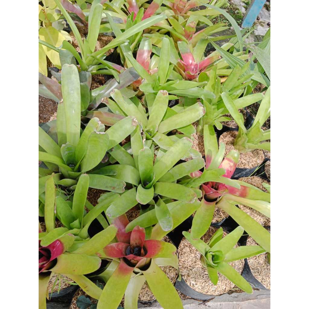 BROMELIA KITEK