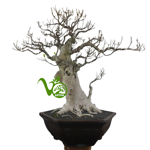 Bonsai Ficus Compacta 03