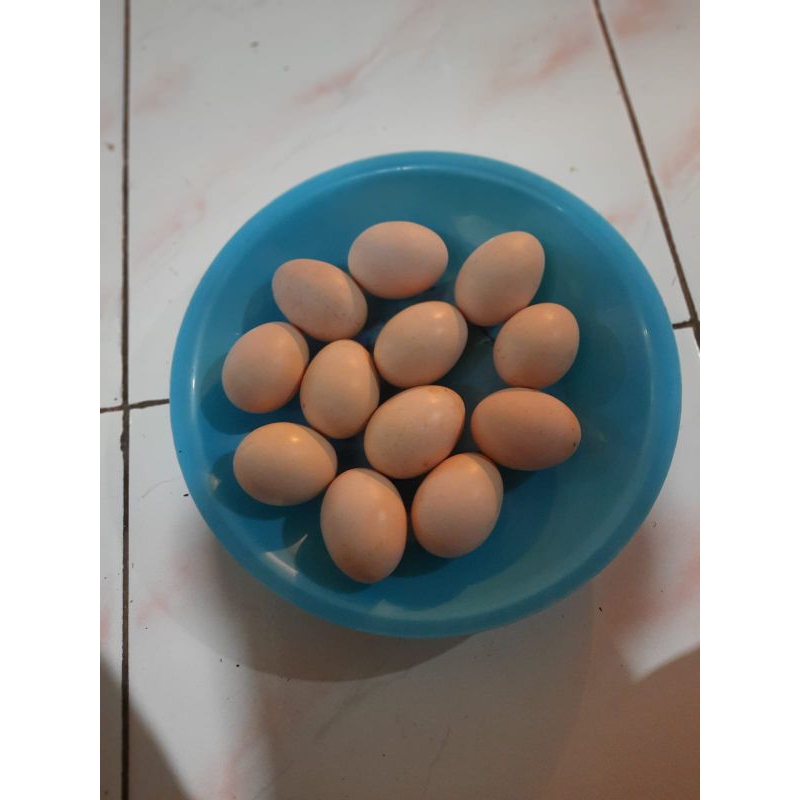 

Telur ayam kampung