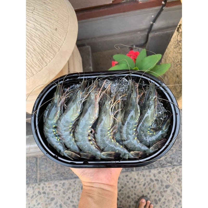 

UDANG WINDU SIZE 50
