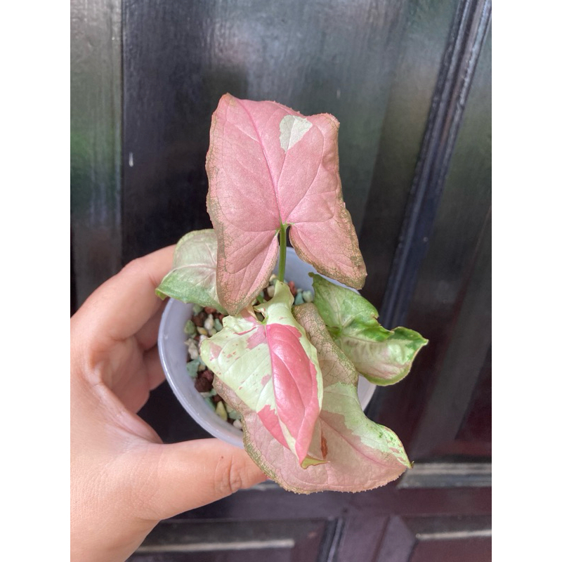 Syngonium strawberry milk ekonomis