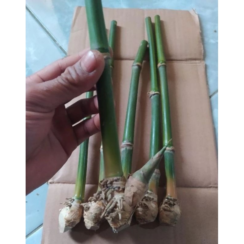 bibit bambu petung, bambu petung, bibit bambu jumbo bambu petung, bibit bambu murah