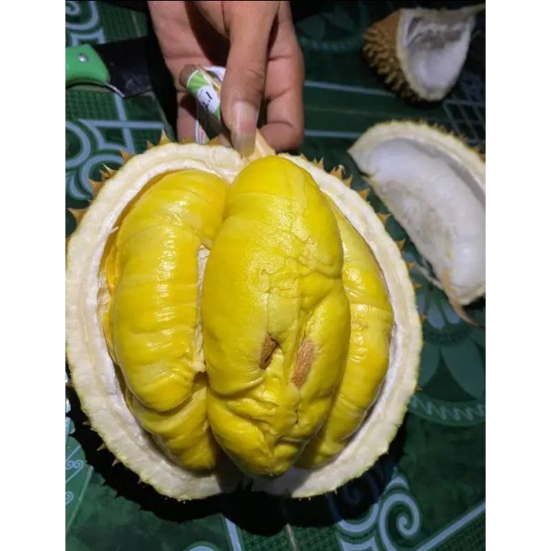 

Durian musang king stok dan matang langsung pohon