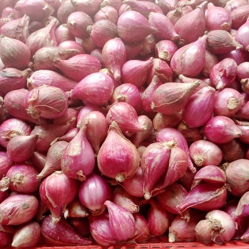 

[♢T17➤] Bawang Merah Brebes Utuh Ukuran 1Kg / 500gr [276]