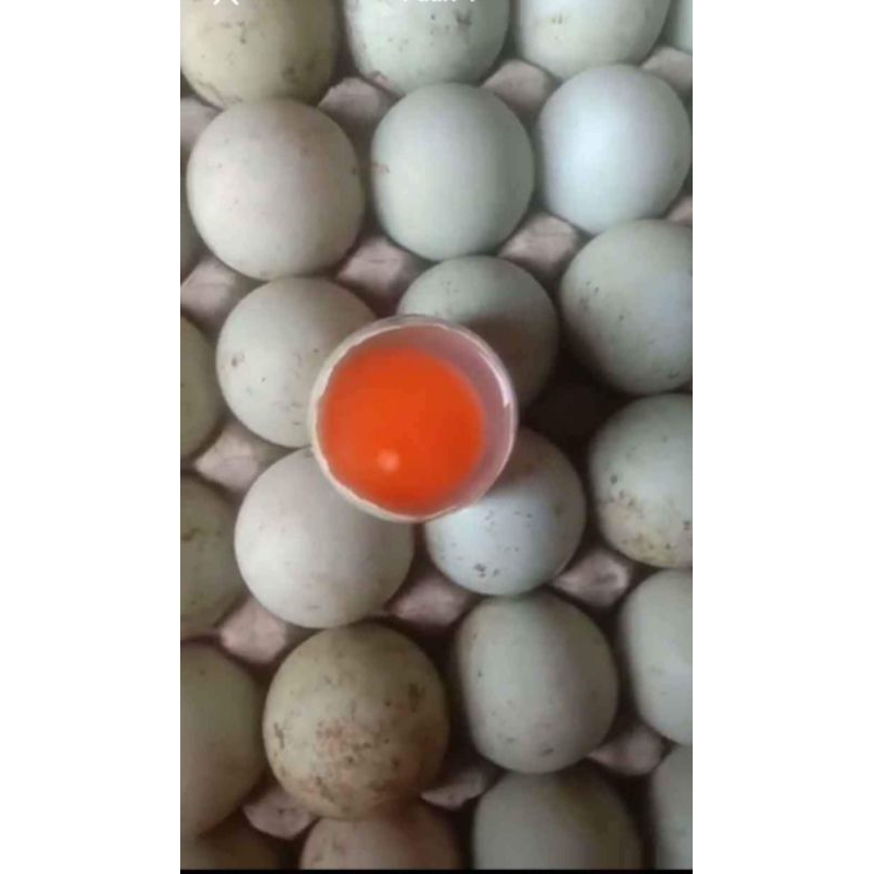 

Telor bebek mentah tawar