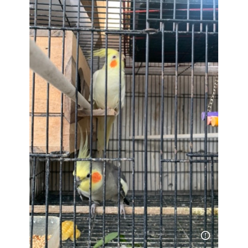 1 set falk indukan produksi