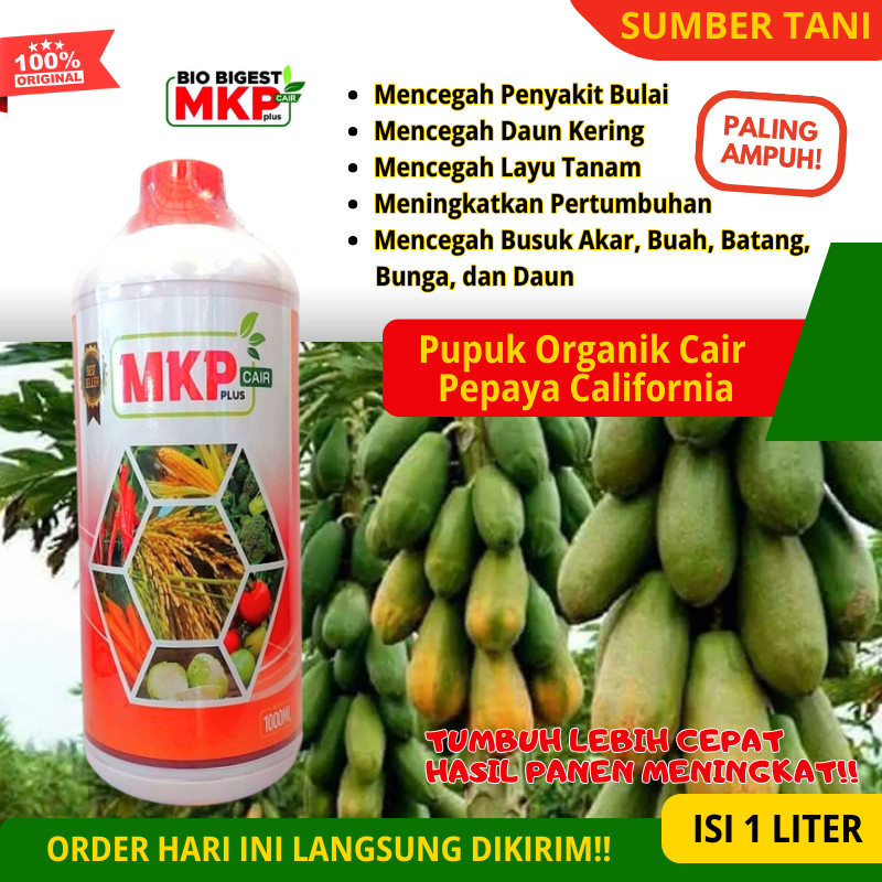 Pupuk MKP Cair Tanaman Pepaya California Terbaik POC Pepaya California Terbaik