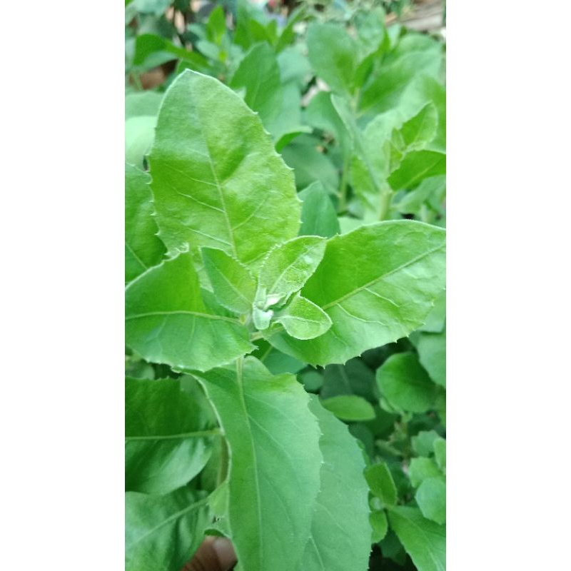 daun beluntas