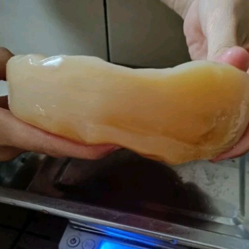 

Jamur scoby / jamur kombucha / jamur untuk membuat kombucha