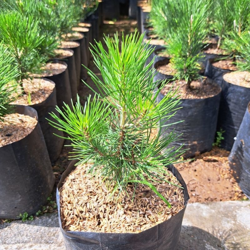 Bibit bahan Bonsai Japanese Black Pine