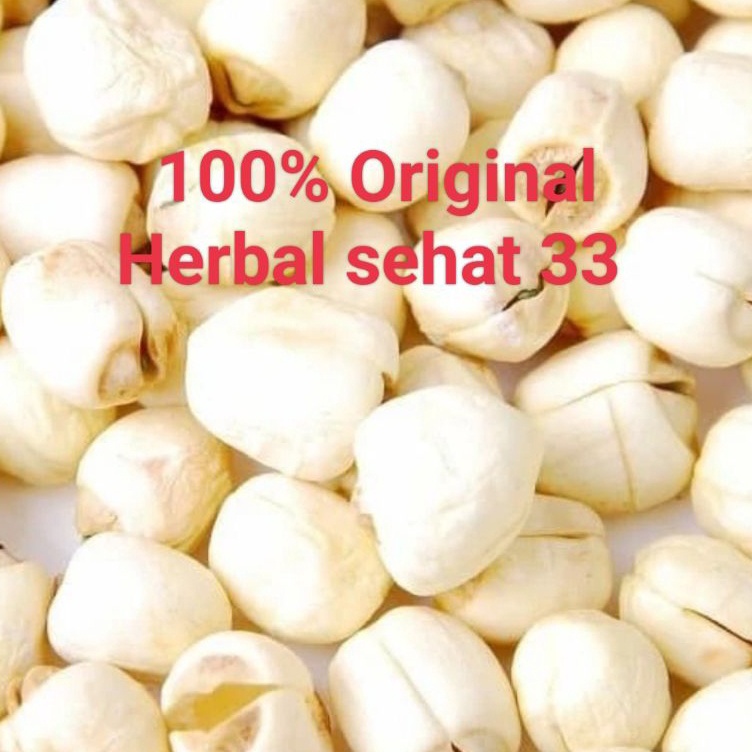 

[KODE GVMRM] biji teratai lotus seed / Lian zi 100gr