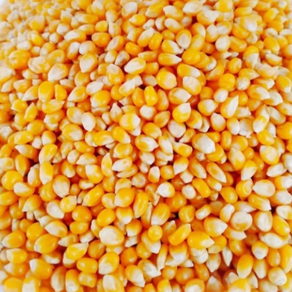 

[KODE ZVNRJ] Biji Jagung Popcorn Premium 1kg - Corn Kernel