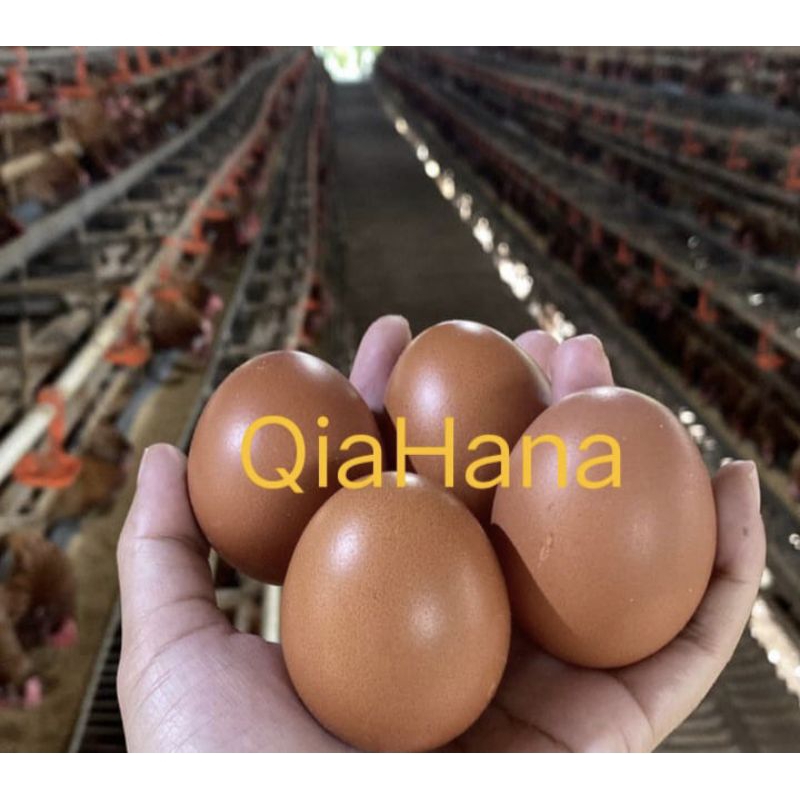 

Telur ayam negeri 1 Tray isi 30 butir/Telur pilihan dan Fresh
