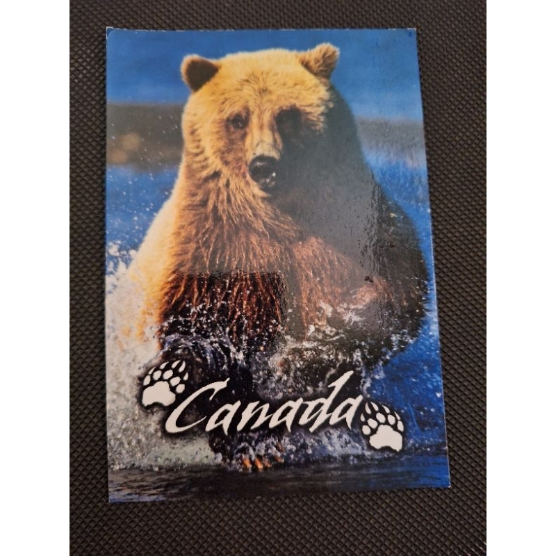 

kartu pos beruang/bear postcard