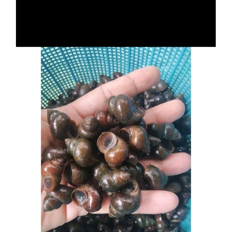 siput tutut/siput sawah(10000/kg)