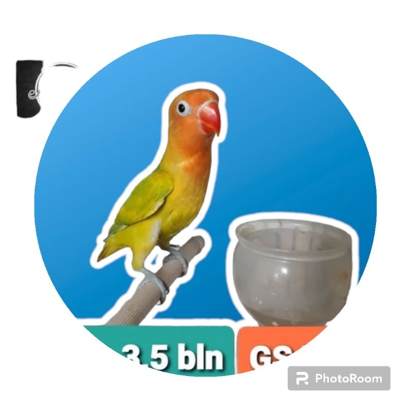 Lovebird Green series