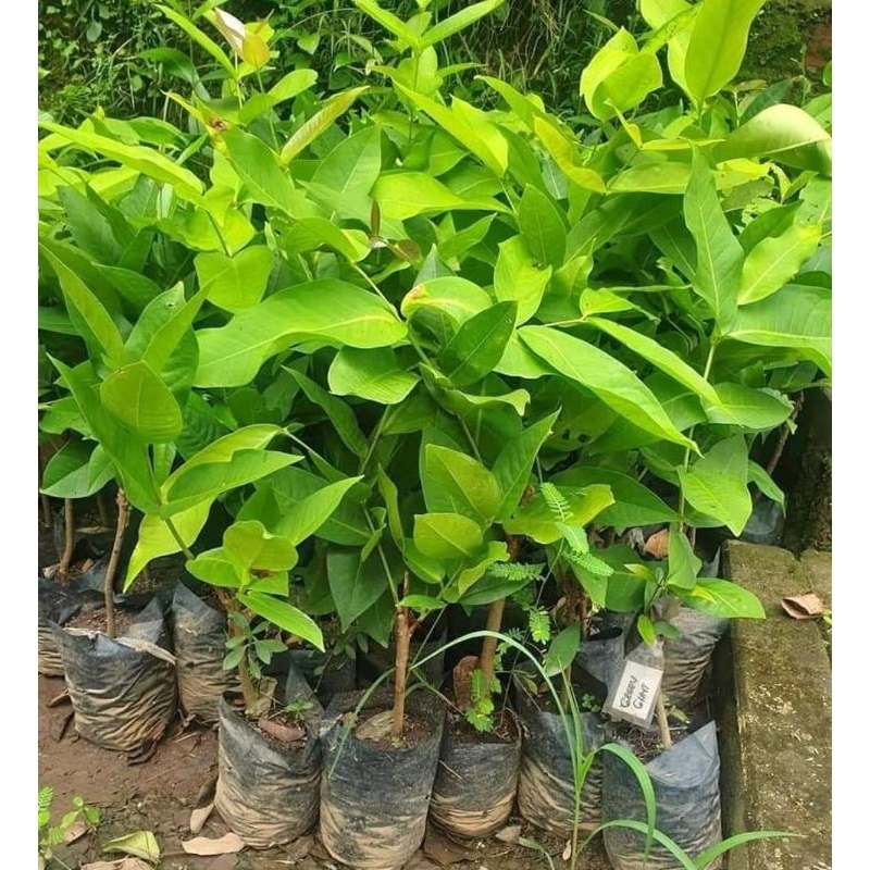 Bibit Jambu Dalhari Tanaman Jambu Air Dalhari Okulasi Cepat Berbuah