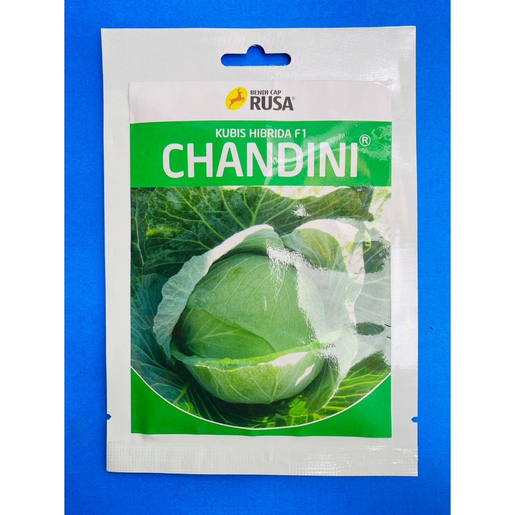 Benih Kubis Hibrida F1 CHANDINI isi 10 grm dr Cap rusa