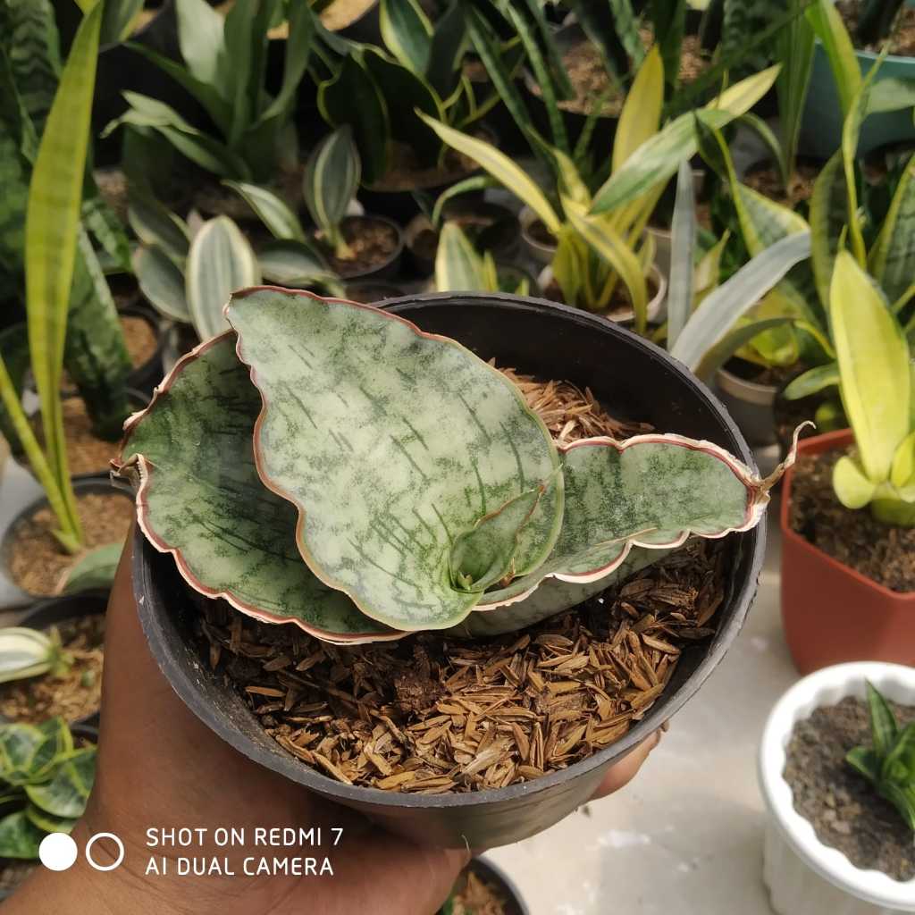 RB tanaman hias sensivera murah langka sensivera Silver blue