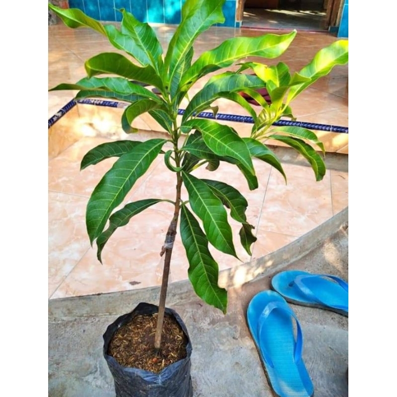 Bibit sawo abiu jumbo cepat berbuah (sawo australi)