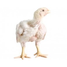 

Ayam karkas broiler fresh size 800gr - 900gr ayam potong utuh